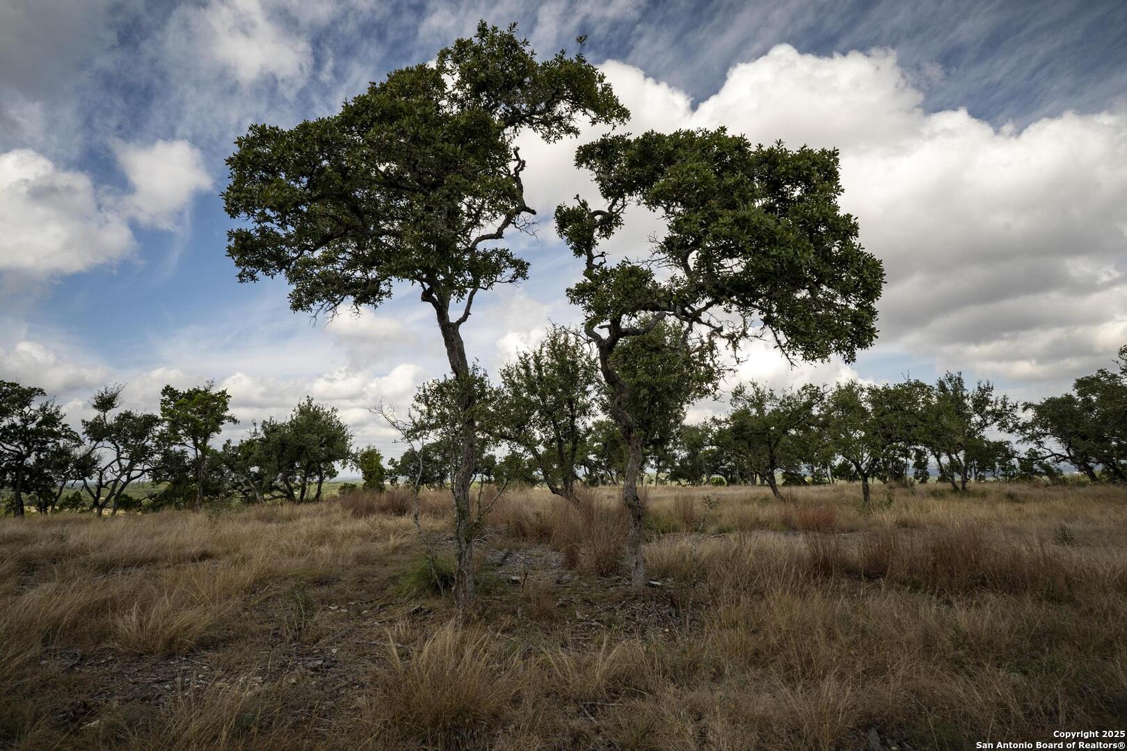 322 Mitchell Drive Spring Branch, TX 78070 - Photo 21 of 31 a view of a tree in a field