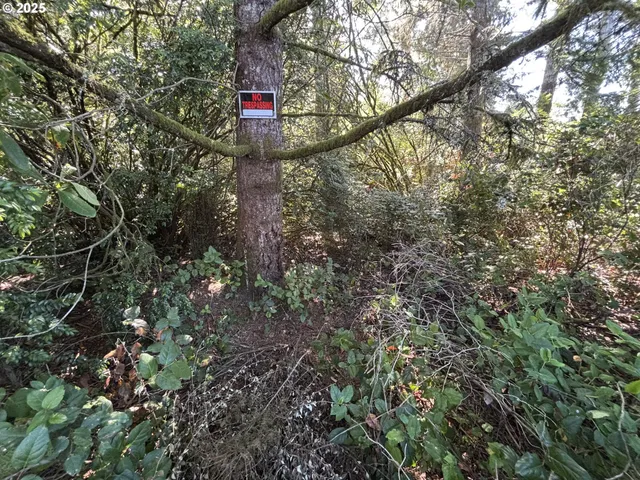 a view of a lush green forest