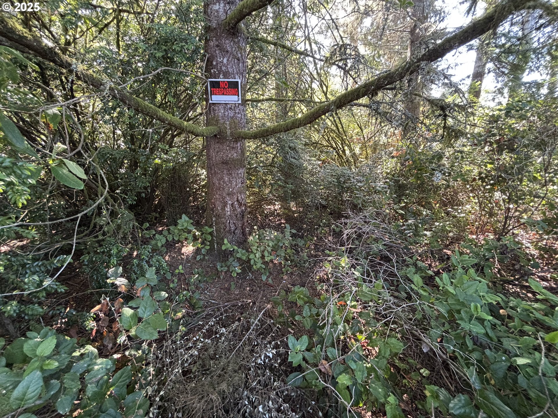 15th And Spruce Florence, OR 97439 - Photo 11 of 18 a view of a tree in a forest