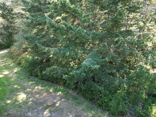 a view of a lush green forest