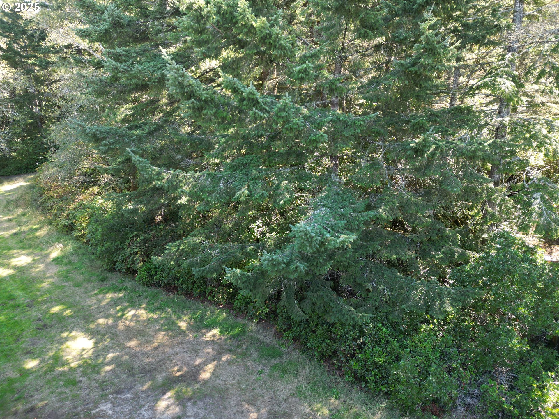 15th And Spruce Florence, OR 97439 - Photo 12 of 18 a view of a lush green forest