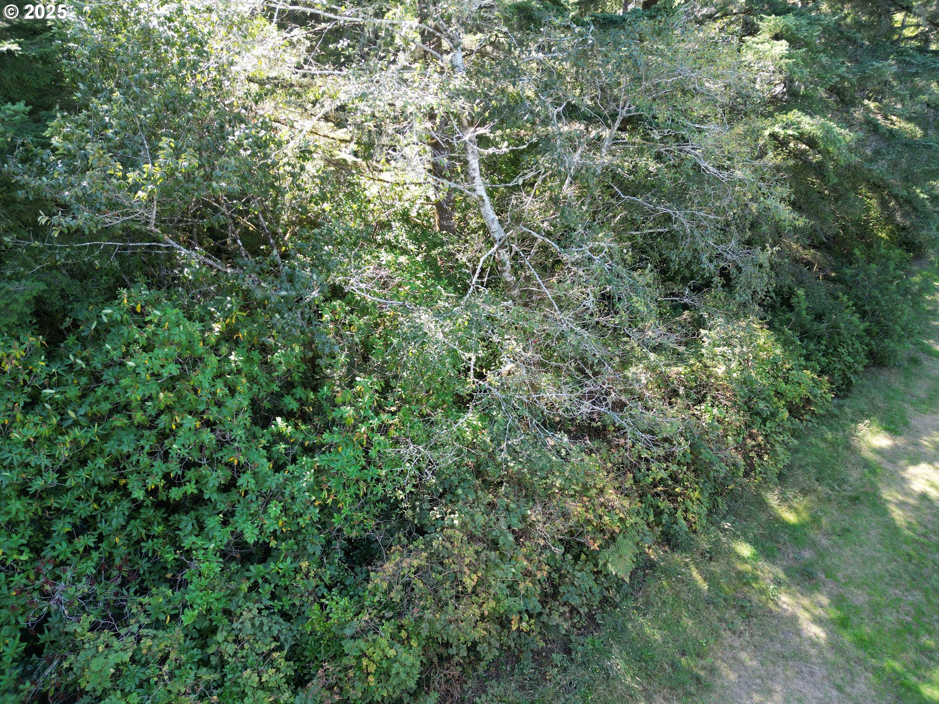 15th And Spruce Florence, OR 97439 - Photo 13 of 18 a view of a lush green forest