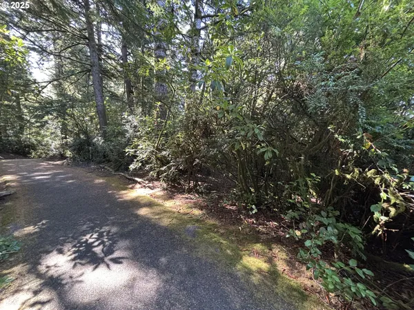 a view of a forest with trees
