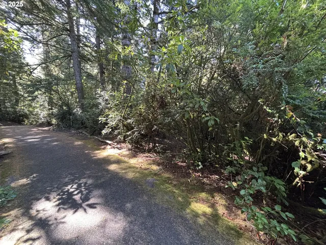 a view of a forest with trees
