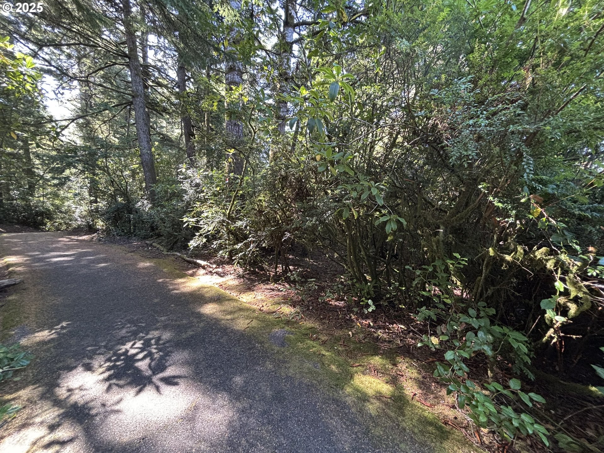 15th And Spruce Florence, OR 97439 - Photo 6 of 18 a view of a forest with trees