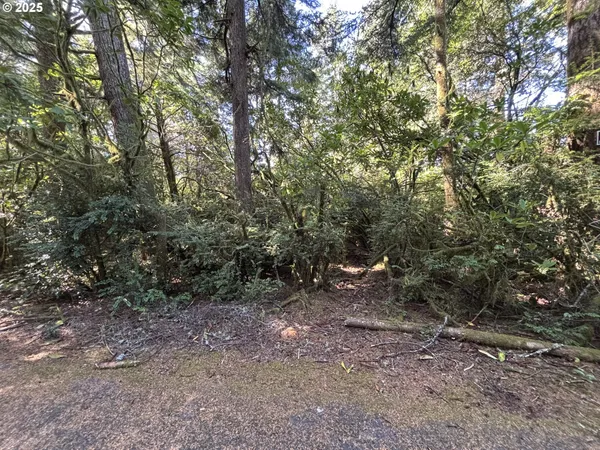 a view of a forest with trees in the background