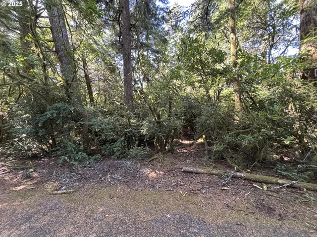 a view of a forest with trees in the background