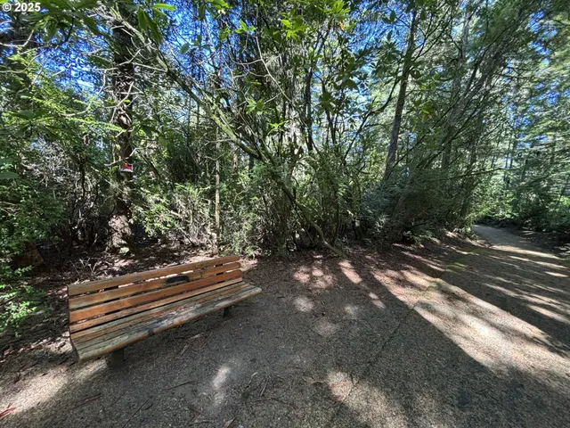a view of a forest with trees