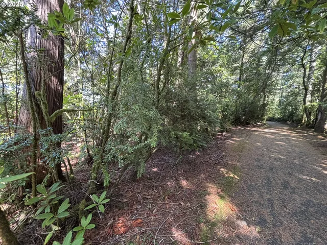 a view of a tree in a forest