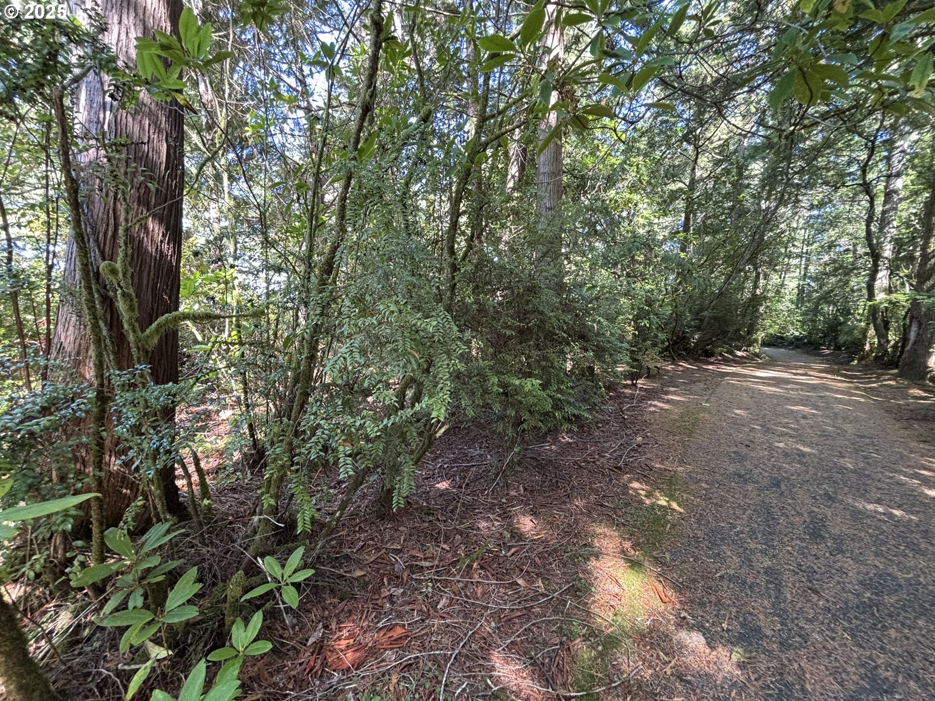 15th And Spruce Florence, OR 97439 - Photo 10 of 18 a view of a forest with trees