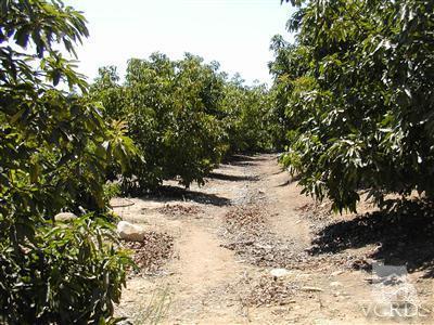 1 Hall Road Santa Paula, CA 93060 - Photo 1 of 13 Primary Photo