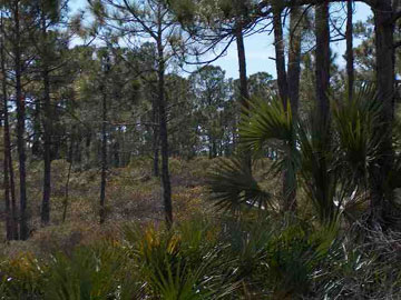 Mccosh Mill Rd Port Street, Unit SEEADD Port St. Joe, FL 32456 - Photo 1 of 1