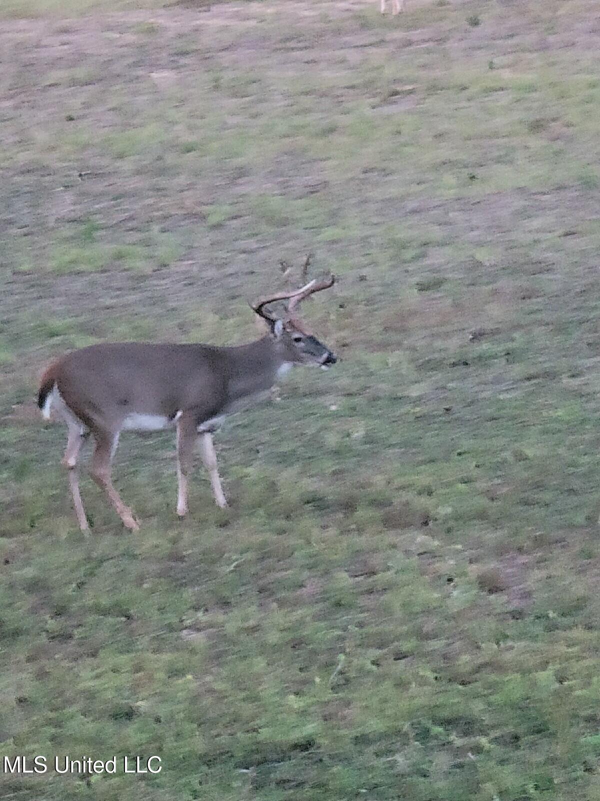 Meeks Road Lexington, MS 39095 - Photo 9 of 17 tempImageKGDcOk