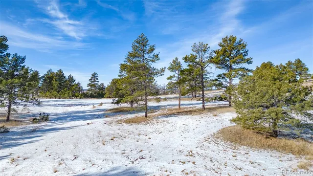 a view of a yard with trees