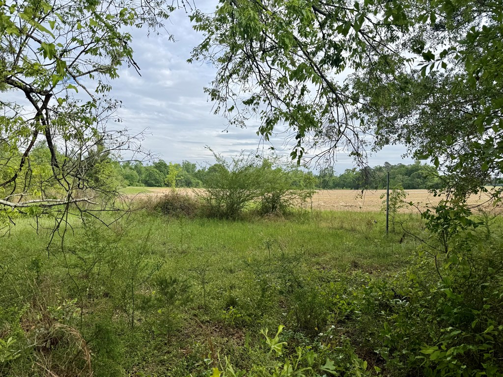 50-acres Dillard Road Pansey, AL 36370 - Photo 12 of 13