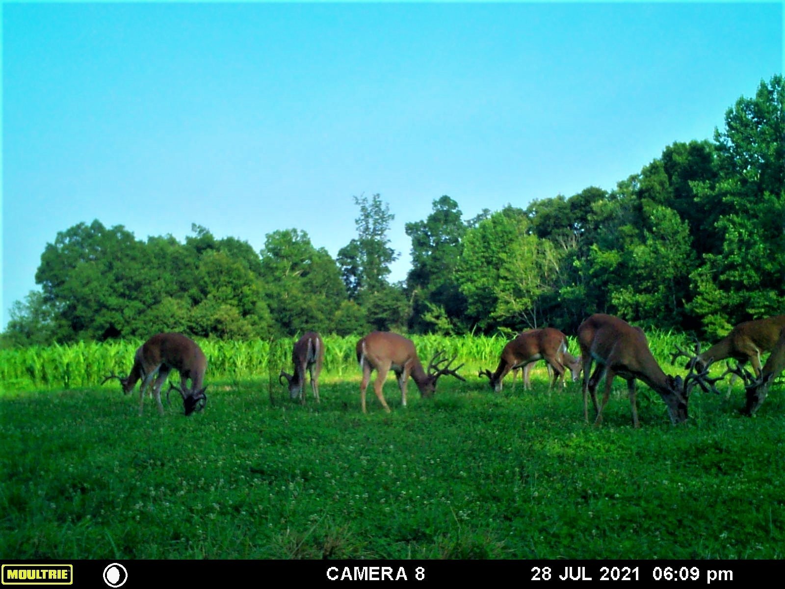 2270 Shuler Branch Road Ethridge, TN 38456 - Photo 7 of 10