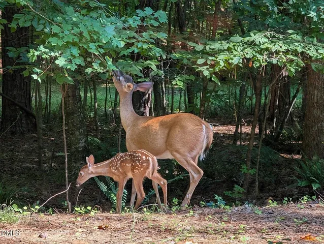 $897,300 | 2617 Scarlet Sage Court, Raleigh, NC 27613