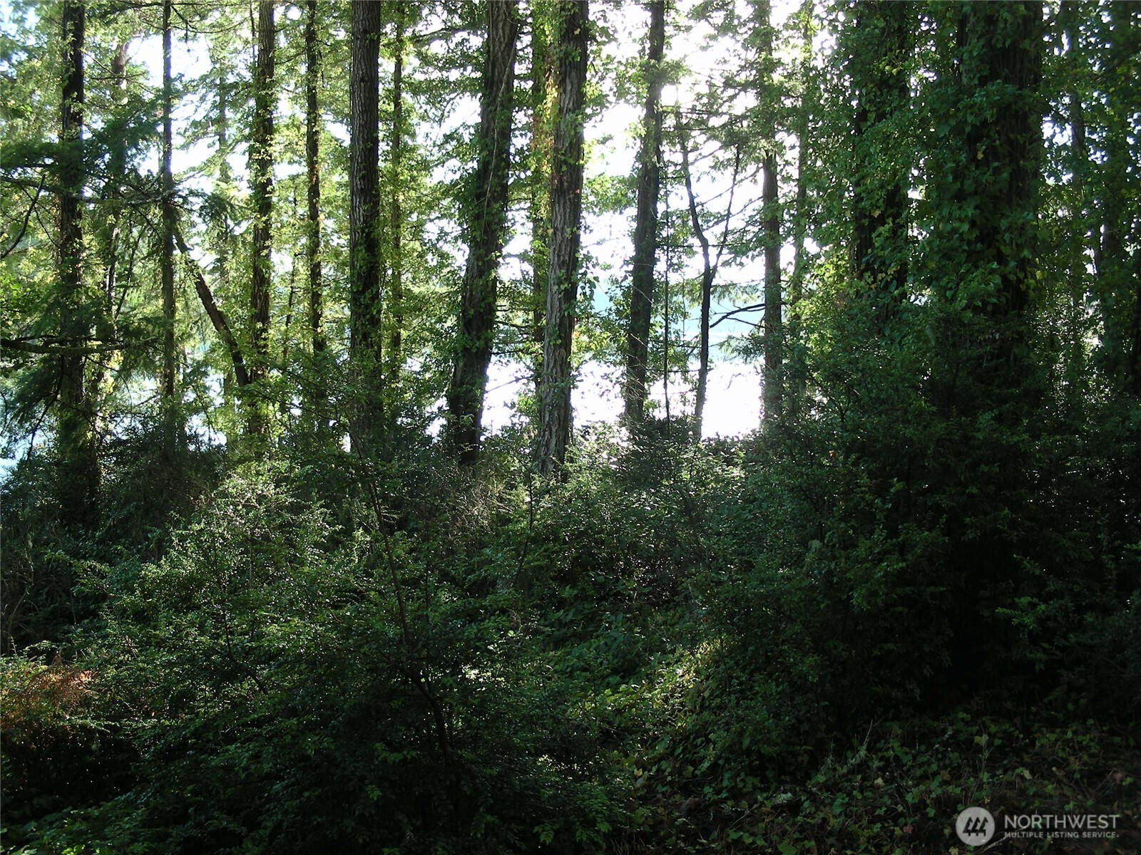 0 East Murray Road South Grapeview, WA 98546 - Photo 2 of 5 a view of forest