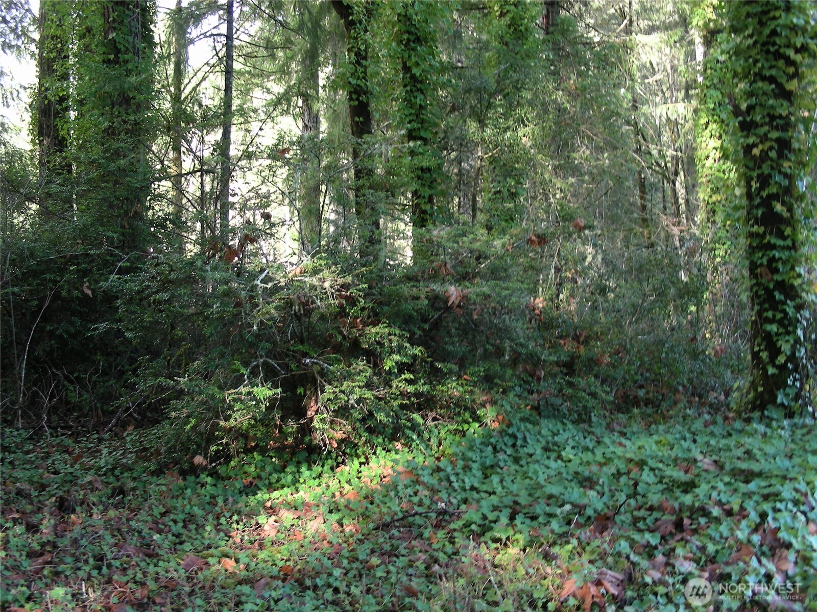 0 East Murray Road South Grapeview, WA 98546 - Photo 3 of 5 a view of a lush green forest