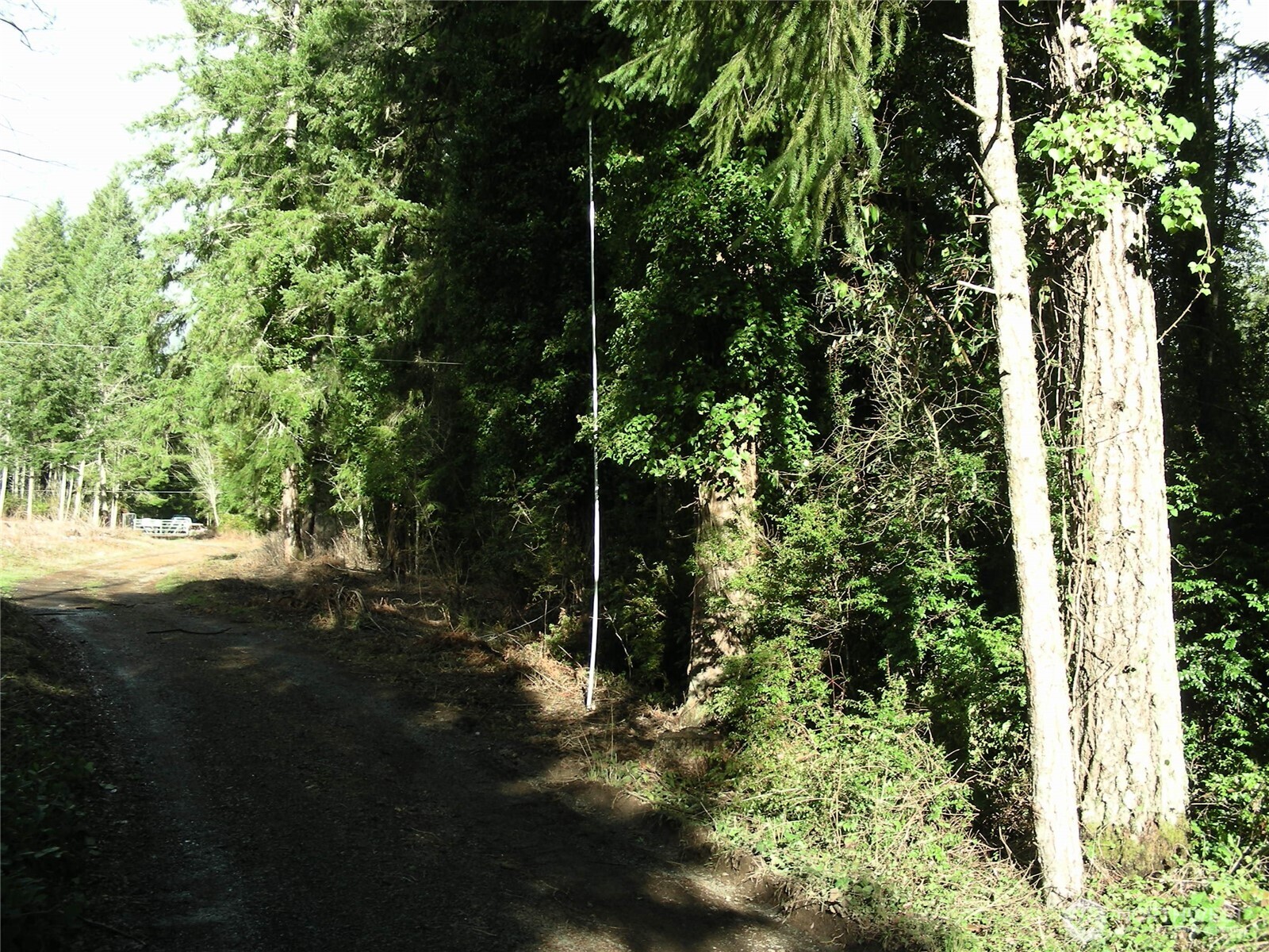 0 East Murray Road South Grapeview, WA 98546 - Photo 5 of 5 a view of yard