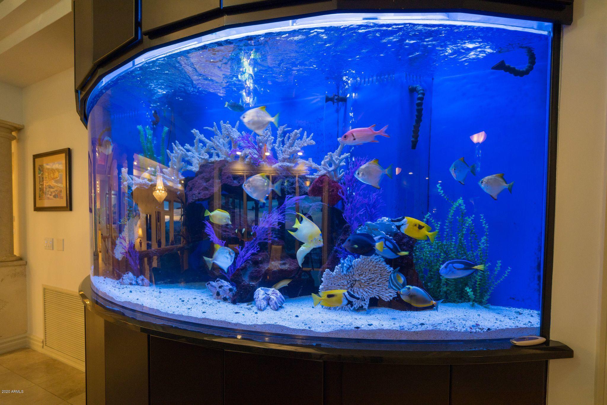 5626 East Wonderview Road Phoenix, AZ 85251 - Photo 12 of 46 Salt Water Fish!