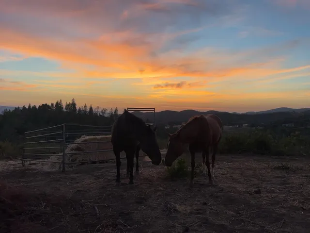 a view of a yard in front of a house