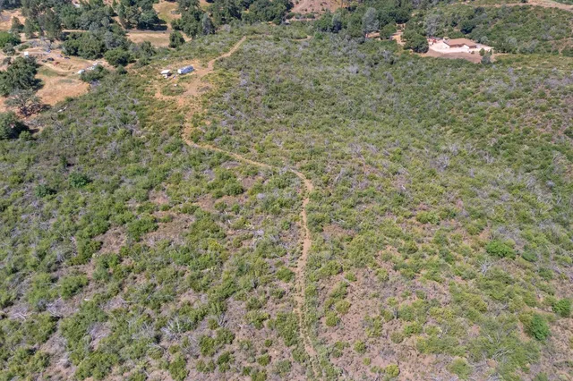 a close up of a wall with a tree