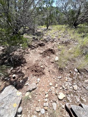 a view of a large yard with lots of bushes