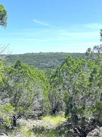 a view of a forest with trees in the background