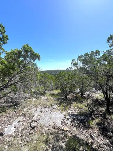 a view of a trees with a yard