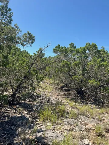 a view of a large tree with a yard