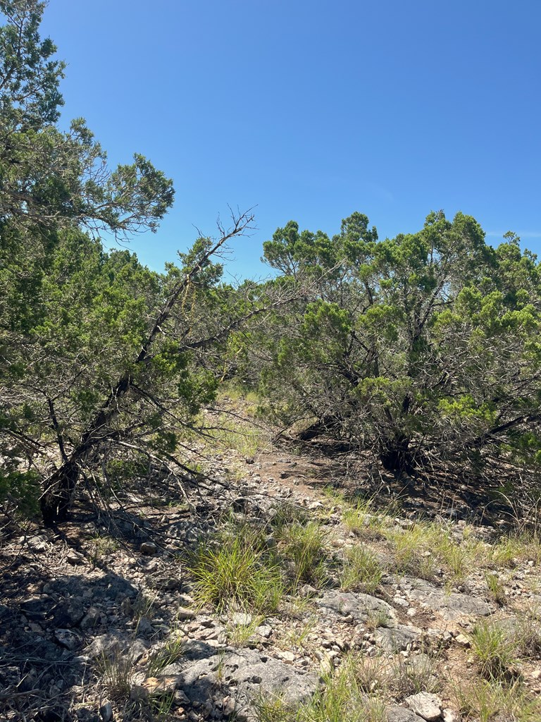 3835 Bluff Creek Road Leakey, TX 78873 - Photo 2 of 41