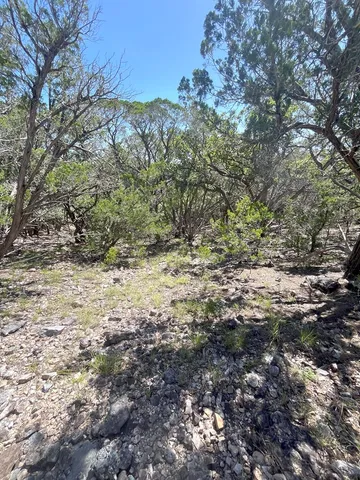 a view of a tree in front of a yard