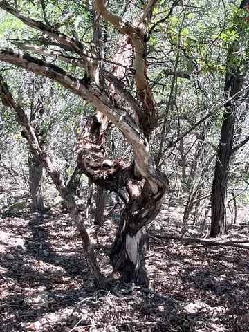 a view of a field with a tree