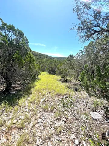 a view of a yard with a tree