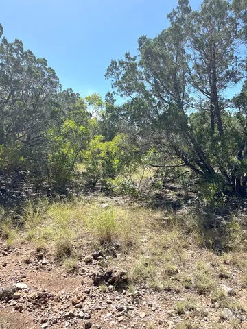 a view of a yard with trees
