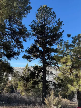 a view of a tree in a yard
