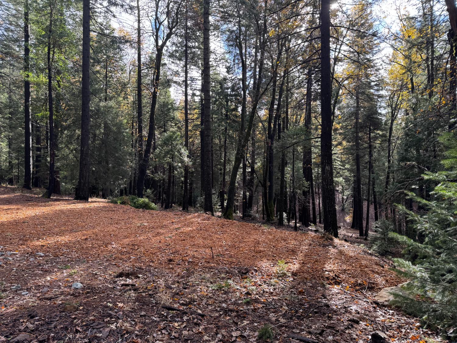 13646 Quaker Hill Cross Road Nevada City, CA 95959 - Photo 14 of 17 a view of outdoor space with trees