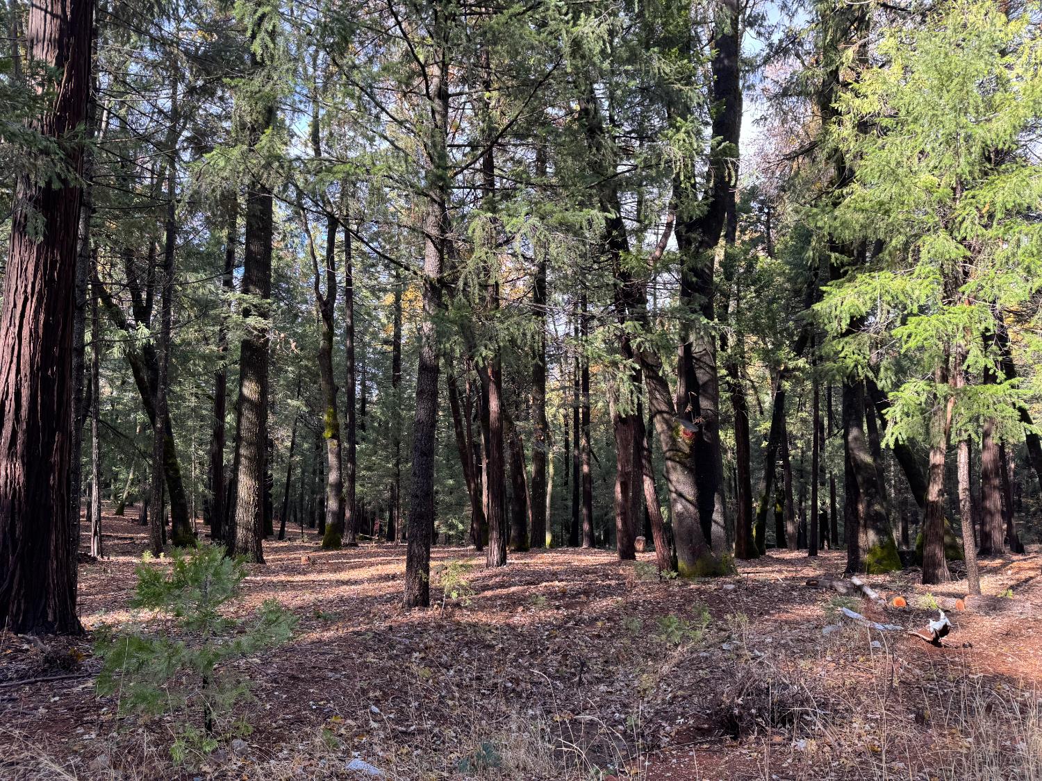 13646 Quaker Hill Cross Road Nevada City, CA 95959 - Photo 16 of 17 a backyard of a house with lots of green space