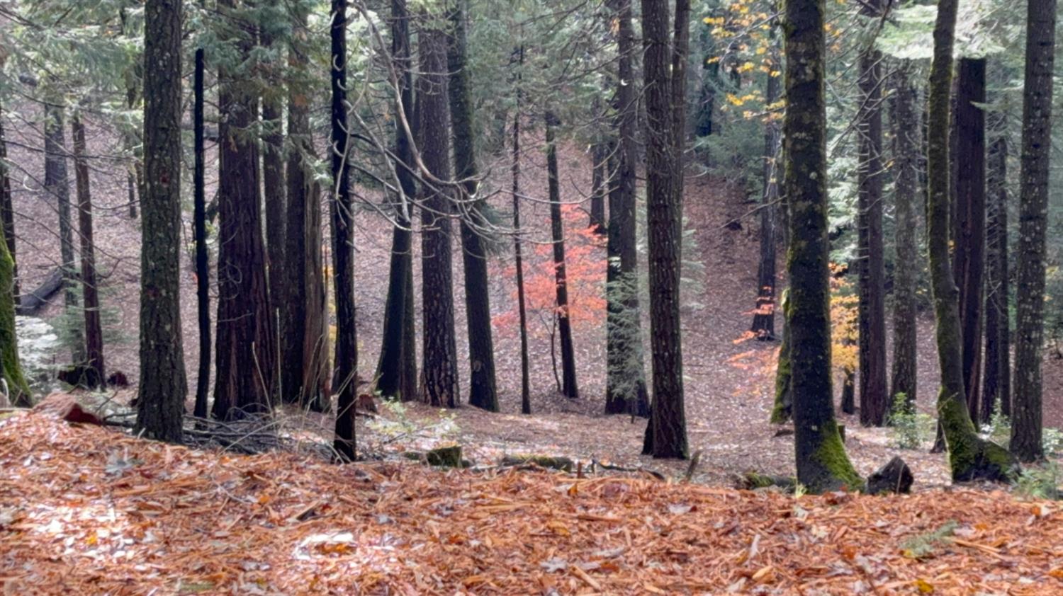13646 Quaker Hill Cross Road Nevada City, CA 95959 - Photo 17 of 17 a view of a backyard of the house