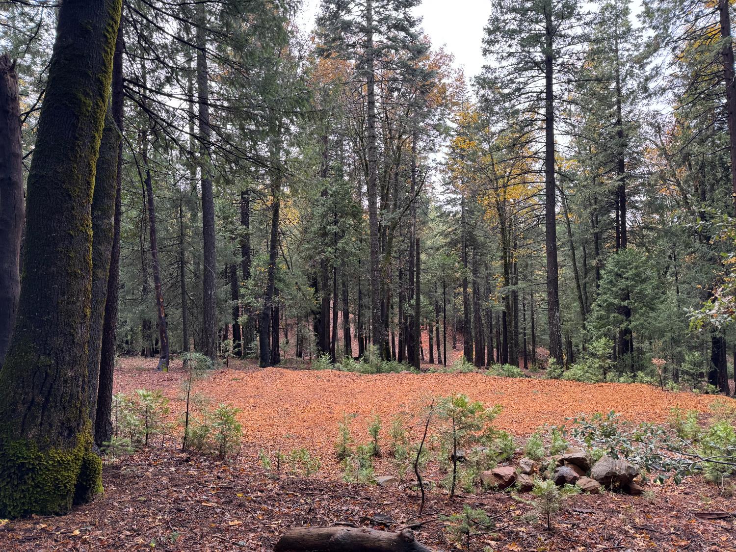 13646 Quaker Hill Cross Road Nevada City, CA 95959 - Photo 2 of 17 a view of large trees with a snow in the yard