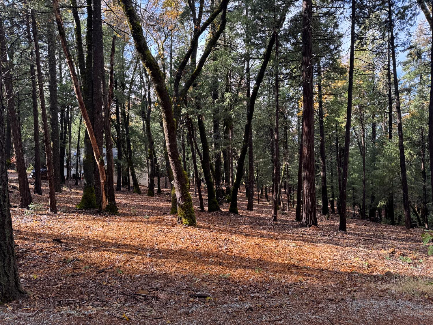 13646 Quaker Hill Cross Road Nevada City, CA 95959 - Photo 4 of 17 a view of outdoor space with trees