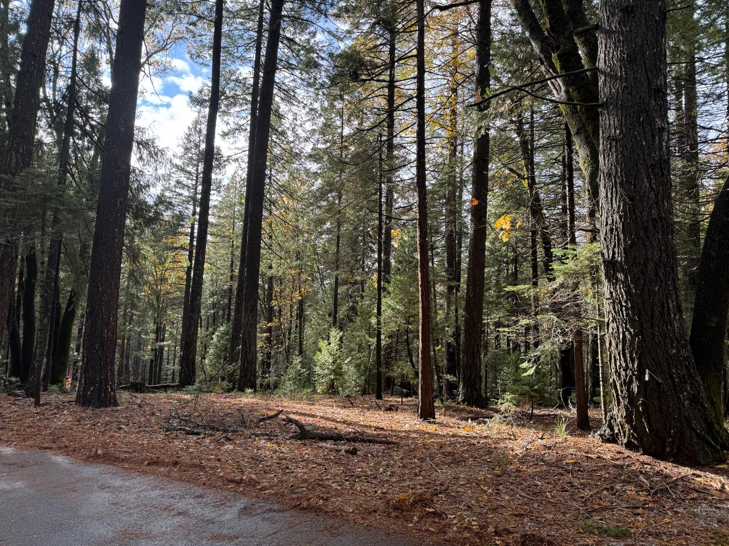 13646 Quaker Hill Cross Road Nevada City, CA 95959 - Photo 6 of 17 a view of outdoor space with trees