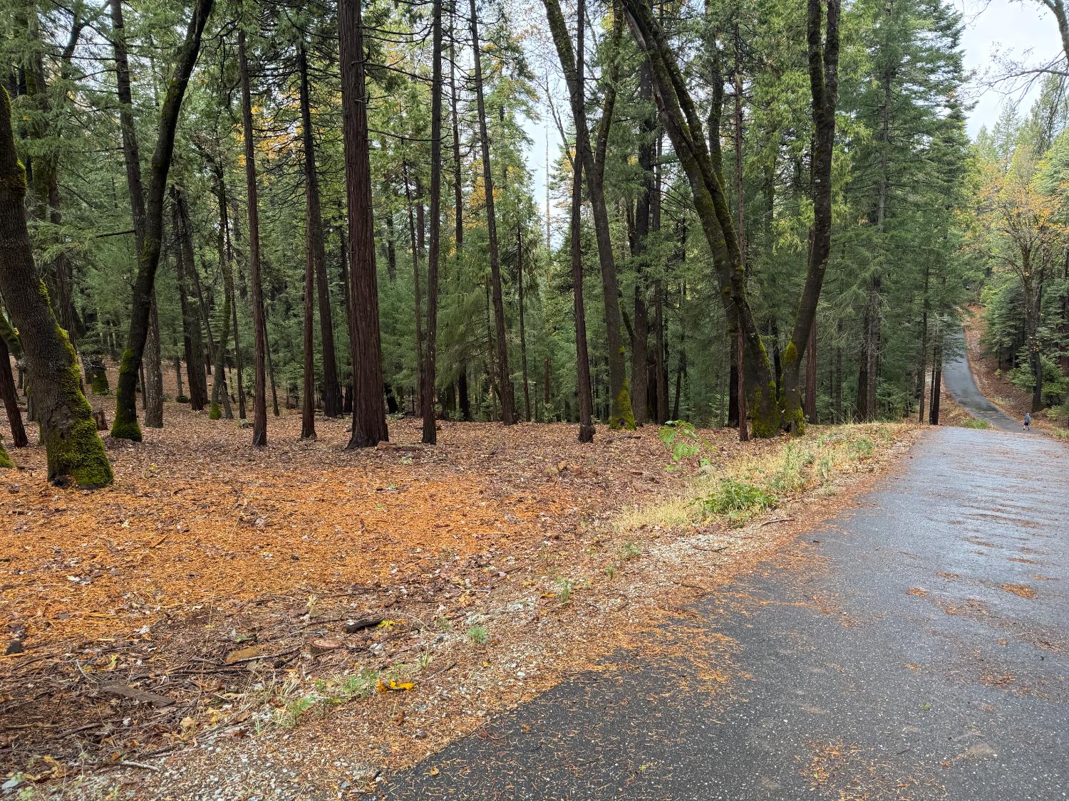 13646 Quaker Hill Cross Road Nevada City, CA 95959 - Photo 9 of 17 a view of outdoor space with trees