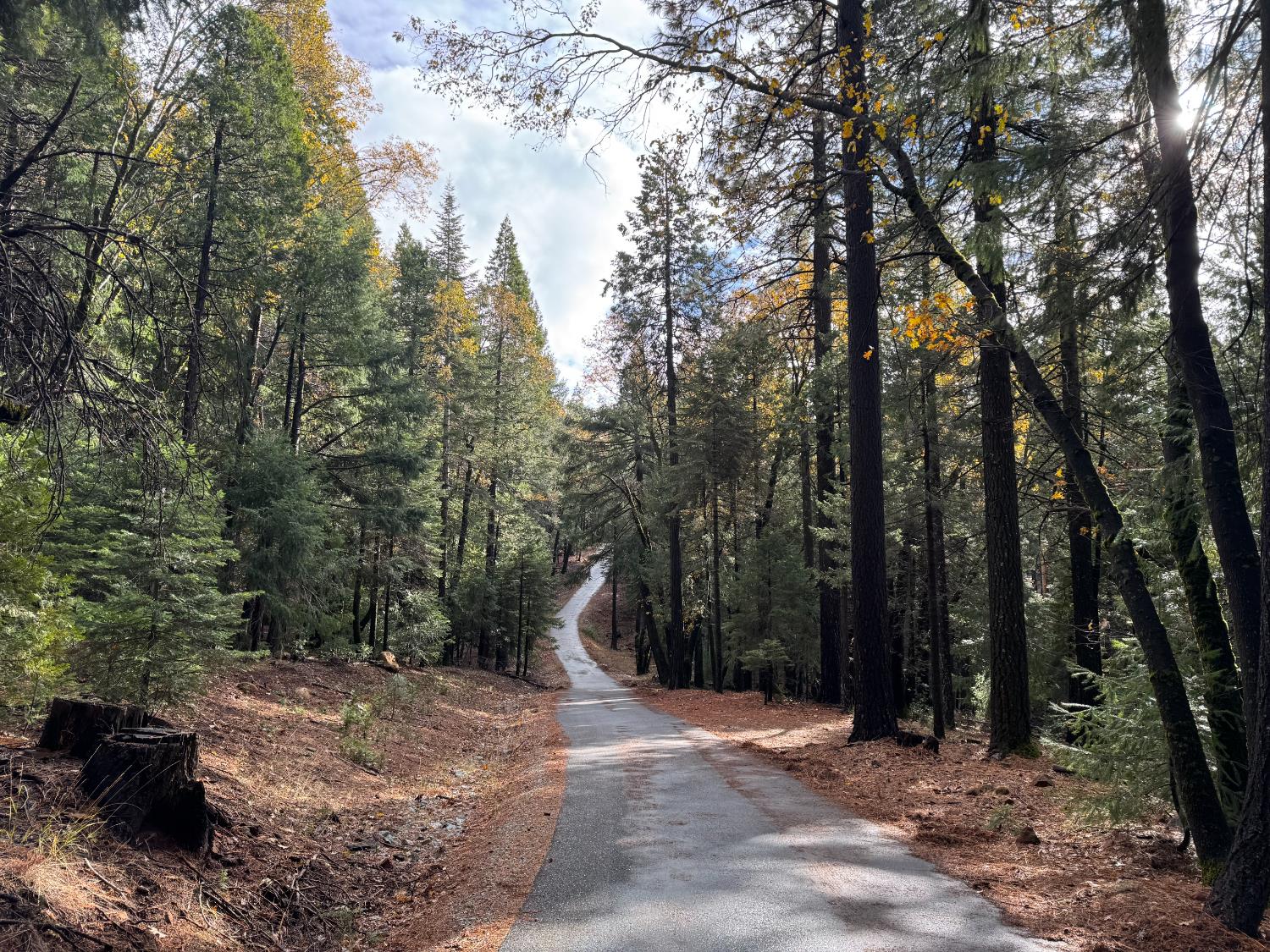 13646 Quaker Hill Cross Road Nevada City, CA 95959 - Photo 10 of 17 a view of a forest with trees