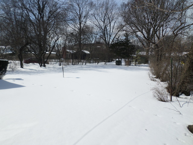 334 Downing Road Riverside, IL 60546 - Photo 14 of 23 a view of snow covered with trees