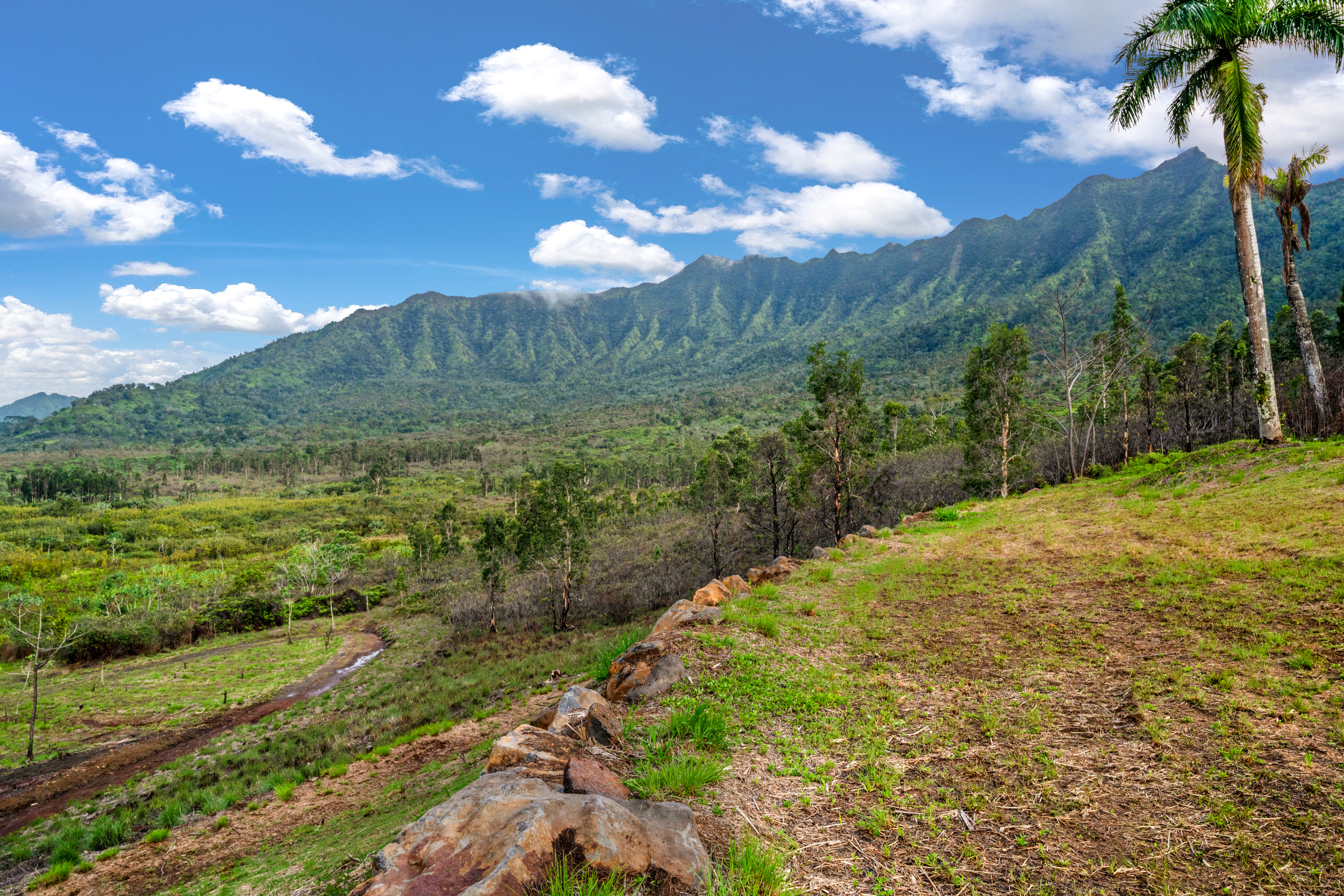 2818 Kamookoa Road, Unit 5 Kilauea, HI 96754 - Photo 11 of 29 a view of a yard with an trees