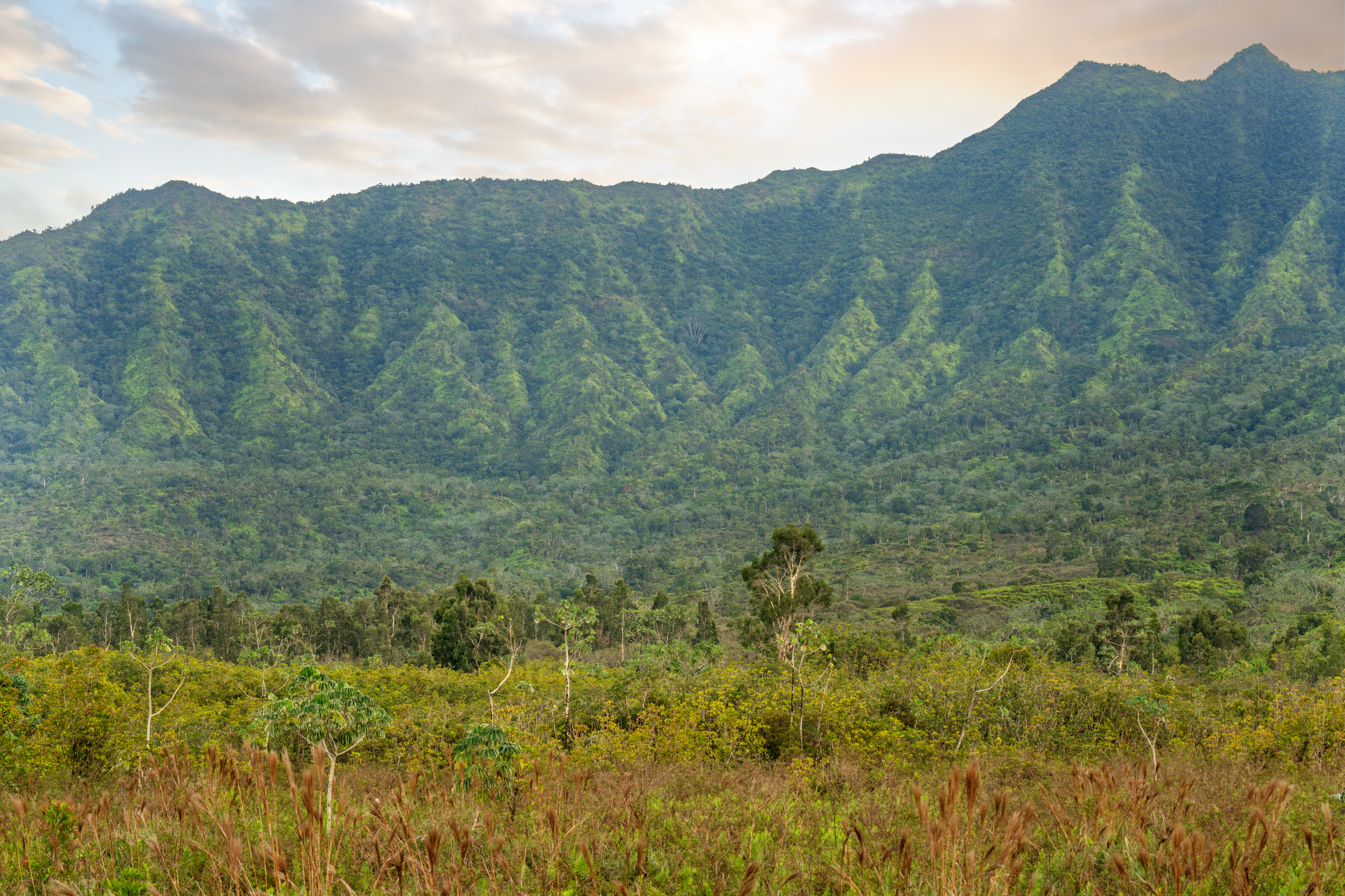 2818 Kamookoa Road, Unit 5 Kilauea, HI 96754 - Photo 16 of 24