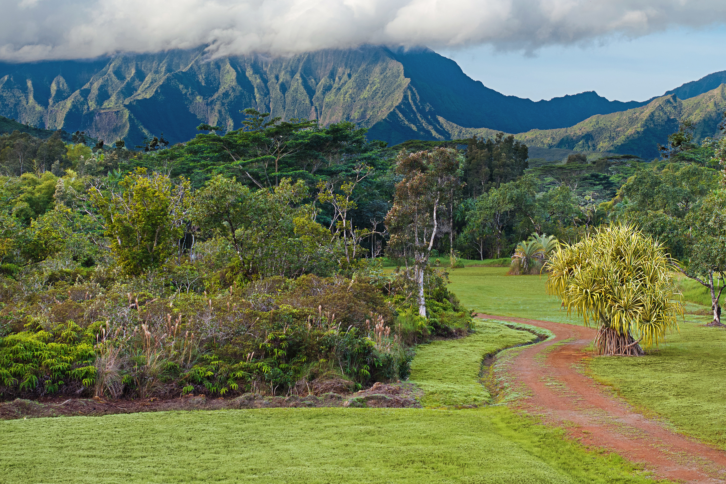 2818 Kamookoa Road, Unit 5 Kilauea, HI 96754 - Photo 16 of 29 a view of a back yard