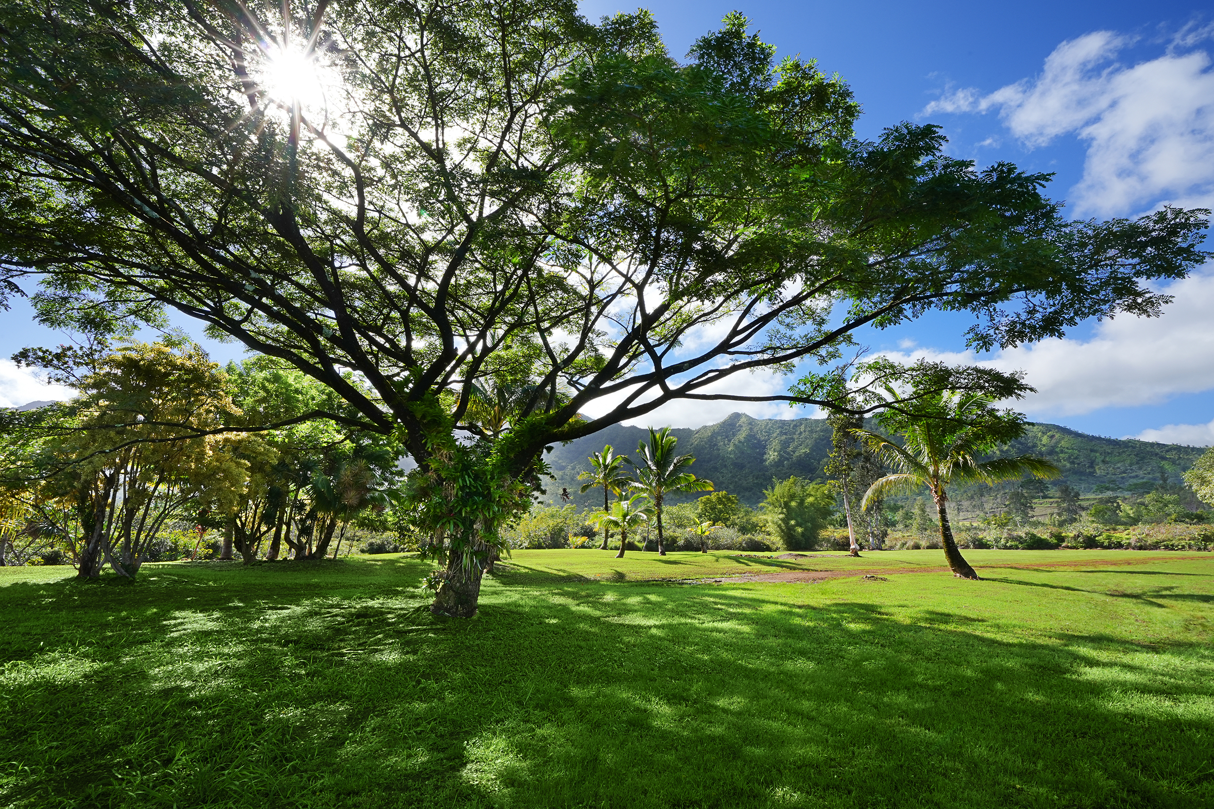 2818 Kamookoa Road, Unit 5 Kilauea, HI 96754 - Photo 19 of 29 a view of garden
